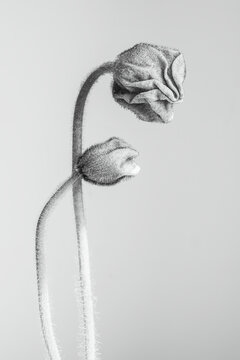 Fine art poppy bud botanical floral in soft monochrome