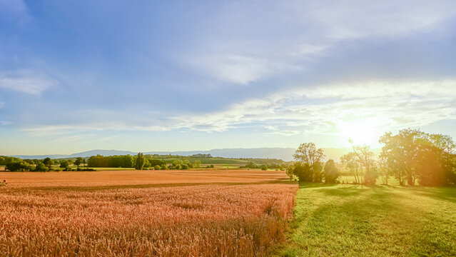Golden hour sunset over rural wheat field near Geneva