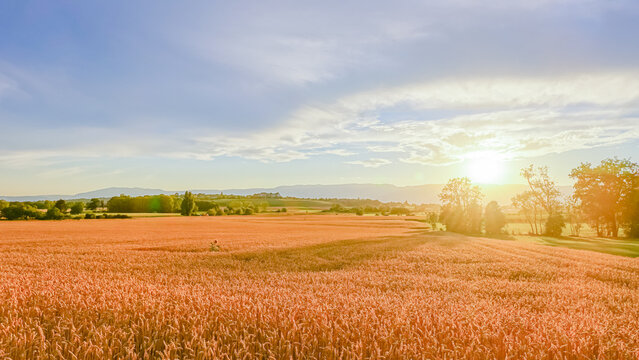 Golden hour sunset over wheat field near Geneva countryside