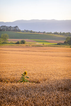 Golden hour sunset over wheat field near Geneva hills