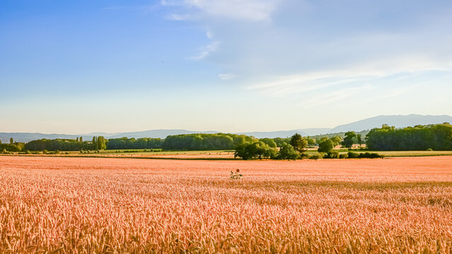 Golden hour sunset over wheat field near Geneva, rural