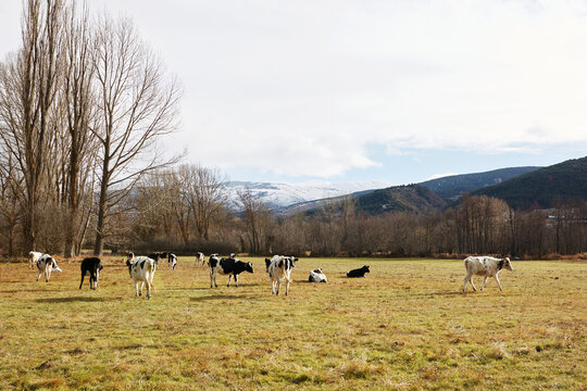 Rural landscape of cows grazing in snowy Pyrenees