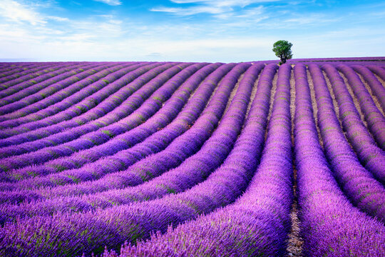 Beautiful landscape of lavender filed in Provence - France