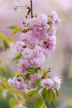 Sakura blossom branch in spring park with soft bokeh light