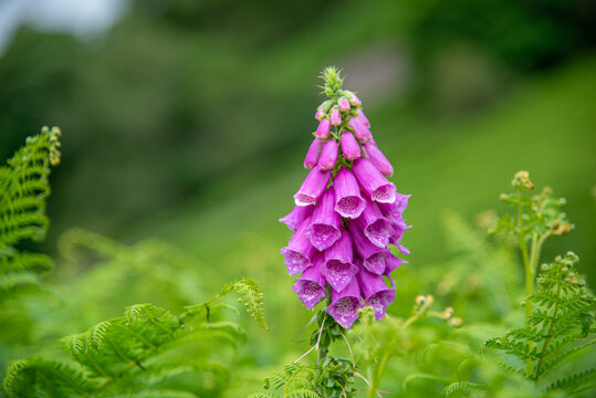 Wild Foxglove Among Bracken Ferns on English Hillside