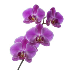 Obraz premium Delicate purple flowers on stem