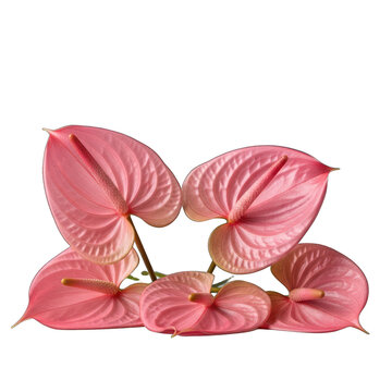 Delicate pink blossoms in graceful arrangement