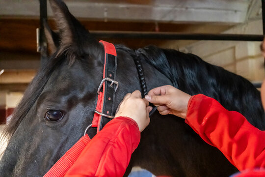 Young woman gently combing A horse's mane
