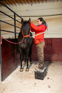 Young woman grooming A horse in A stable setting