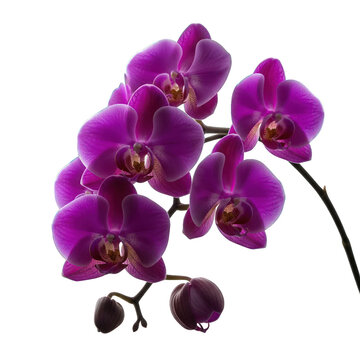 Exotic purple blooms on stem