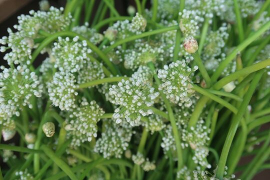 Onion flower in the vegetable market