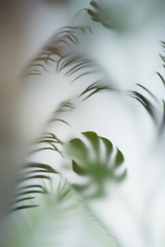 Soft focus tropical leaves creating calm minimal background