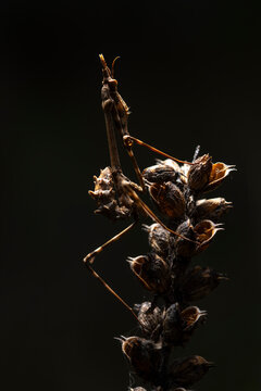 Macro portrait of Empusa pennata mantis on dry plant