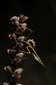 Macro of Empusa pennata mantis camouflaged on seed head