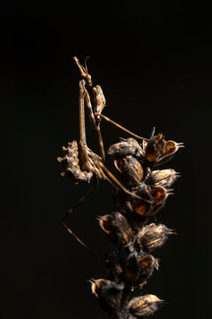 Macro portrait of Empusa pennata mantis on dry plant