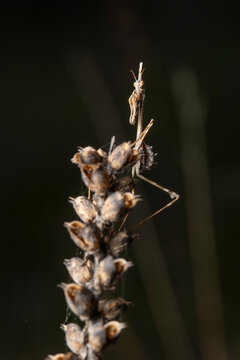 Empusa pennata mantis perched on dried seed head macro