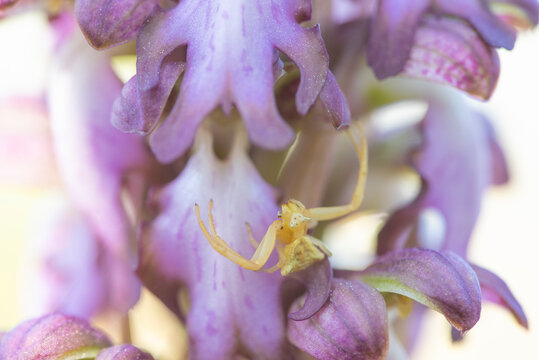 Macro of Himantoglossum robertianum orchid bloom