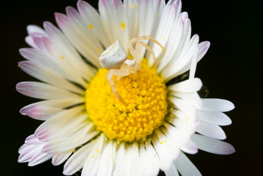 Crab spider on daisy flower macro with soft petals