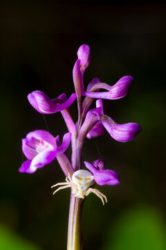 Macro of crab spider on Orchis champagneuxii orchid