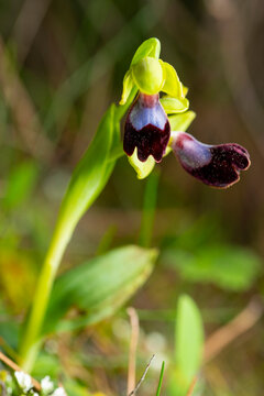 Close-up of Ophrys atlantica, bee orchid in bloom