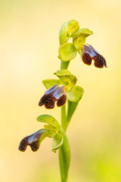 Macro view of Ophrys fusca orchid on soft beige background