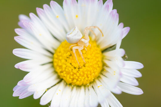 Macro of white crab spider on daisy flower center