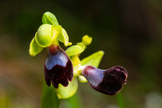 Close-up of Ophrys atlantica orchid flower in bloom