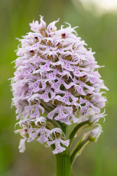 Close-up of Orchis conica, orchid flower in spring