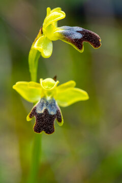 Macro of Ophrys fusca bee orchid flower in bloom