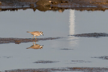 A Long-billed Plover stands on the beach in Thailand, Asia © Rob