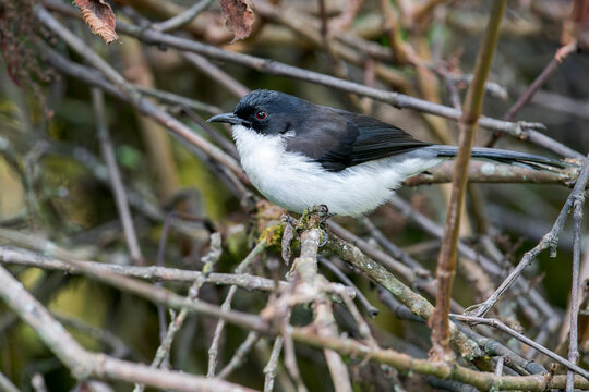 A Dark-backed Sibia on a twig in Thailand, Asia.