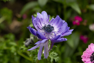 Fototapeta premium Vibrant Purple Anemone Flower in Bloom