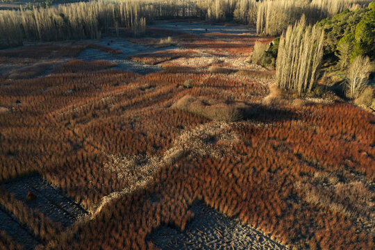 Wicker fields landscape at end of harvest in Cuenca