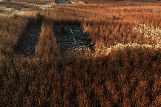Contrast between harvested and unharvested wicker fields