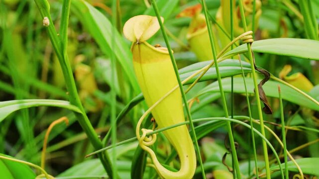 Pitcher plants are several different carnivorous plants that have modified leaves known as pitfall trap.