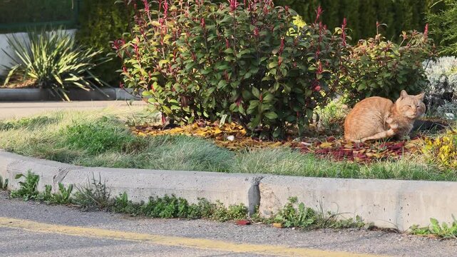 Tabby and white cat jumping off a concrete curb in a park, revealing a ginger cat sitting in a flowerbed and scratching its neck