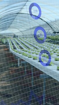 Vertical video: Sensor pinging gauges updating numbers while plant rows still for monitoring