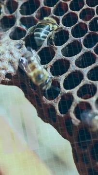 Vertical video: First bee moving into lower cell, starting bees entering, tending comb cells