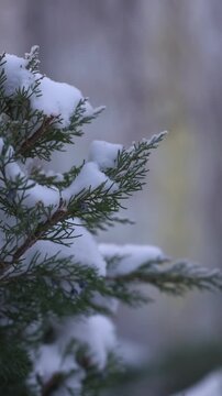 Natural evergreen foliage under fresh snow creating calm, seasonal atmosphere. Perfect for winter background, nature, cold weather, holiday, and peaceful outdoor concepts. 
