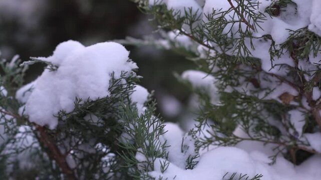 Natural evergreen foliage under fresh snow creating calm, seasonal atmosphere. Perfect for winter background, nature, cold weather, holiday, and peaceful outdoor concepts. 