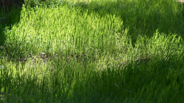 Patch of grass lit up by the sun blowing in slow motion along the Provo River trail.
