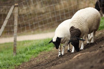 Many beautiful sheep outdoors, space for text. Farm animals © New Africa