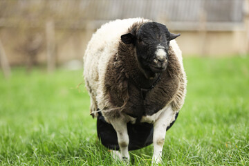 One beautiful sheep outdoors, space for text. Farm animal © New Africa
