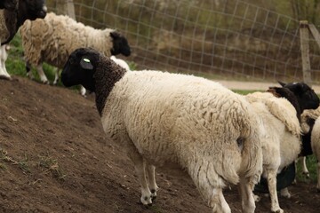 Fototapeta premium Many beautiful sheep grazing outdoors. Farm animals