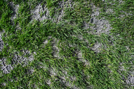 Green grass lawn upkeep and maintenance, fresh layer of sand spread on top, landscaping work
