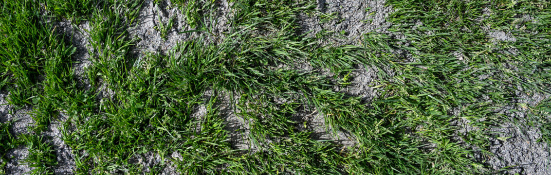 Green grass lawn upkeep and maintenance, fresh layer of sand spread on top, landscaping work

