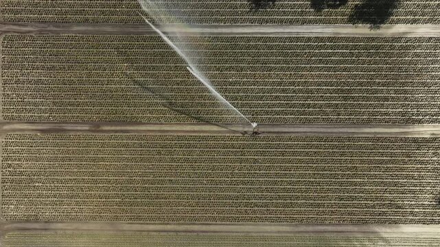 aerial footage of a sprinkler system creating a nice rainbow at a tree nursery