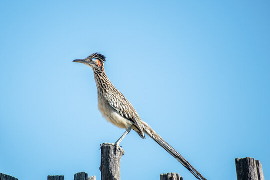 roadrunner on the latillas