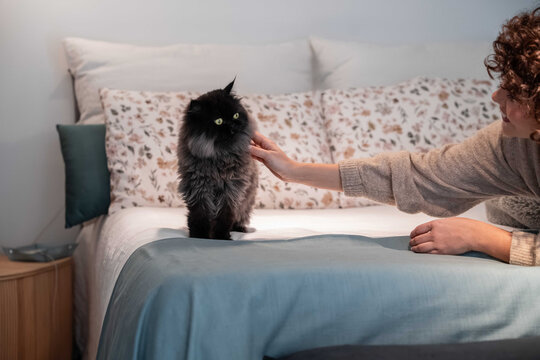 Person petting black cat on bed in cozy bedroom at home