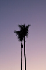 Obraz premium palm tree silhouette